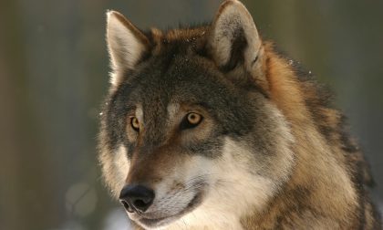 Allarme lupi, lettera agli enti provinciali e regionali