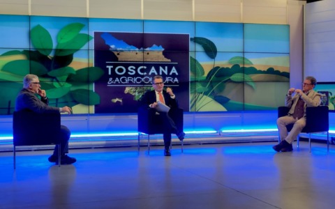 Olivicoltura, un patrimonio da proteggere