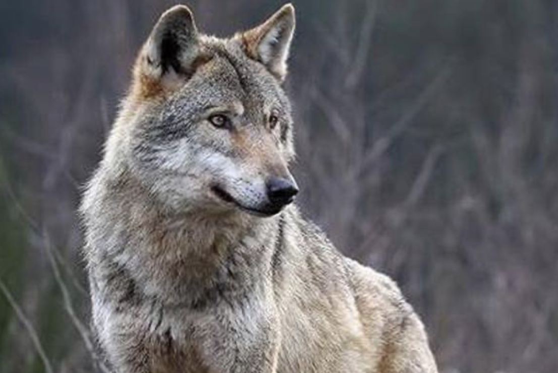 Il lupo declassato: soddisfazione tra gli allevatori